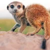 Meerkat Animal Diamond Painting