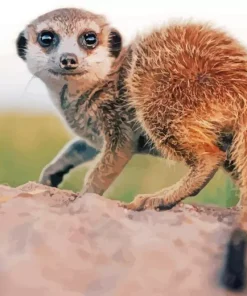 Meerkat Animal Diamond Painting