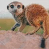 Meerkat Animal Diamond Painting