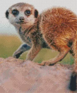 Meerkat Animal Diamond Painting