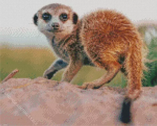 Meerkat Animal Diamond Painting