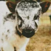 Miniature Cow Diamond Painting