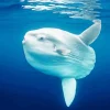 Mola Fish Diamond Painting