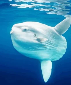 Mola Fish Diamond Painting