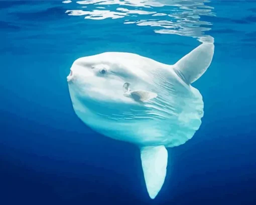 Mola Fish Diamond Painting