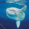 Mola Fish Diamond Painting