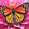 Monarch Butterfly Art Diamond Painting