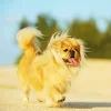 Pekingese Dog Diamond Painting