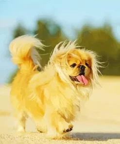 Pekingese Dog Diamond Painting