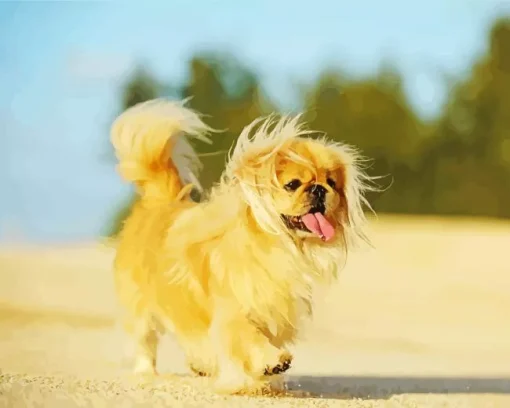 Pekingese Dog Diamond Painting