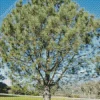 Pine Tree Diamond Painting