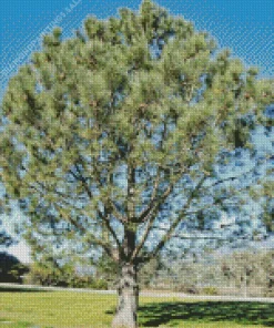 Pine Tree Diamond Painting