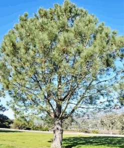 Pine Tree Diamond Painting