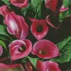 Pink Calla Lilies Diamond Painting