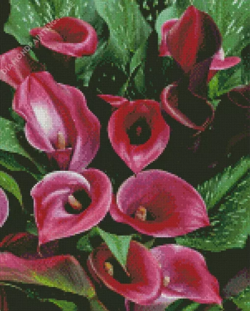 Pink Calla Lilies Diamond Painting