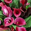 Pink Calla Lilies Diamond Painting