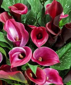 Pink Calla Lilies Diamond Painting