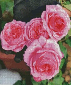 Pink Heirloom Roses Diamond Painting