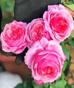 Pink Heirloom Roses Diamond Painting