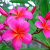 Pink Plumeria Flowers Diamond Painting