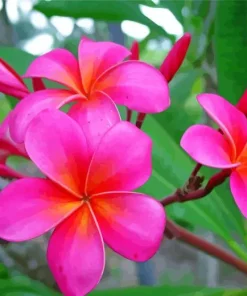 Pink Plumeria Flowers Diamond Painting