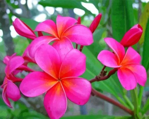 Pink Plumeria Flowers Diamond Painting