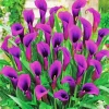 Purple Calla Lily Diamond Painting