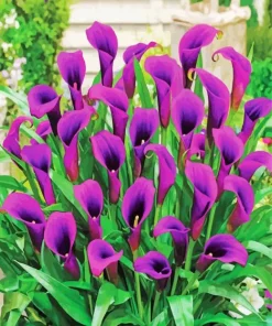 Purple Calla Lily Diamond Painting