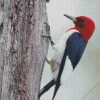 Red Headed Woodpecker Diamond Painting