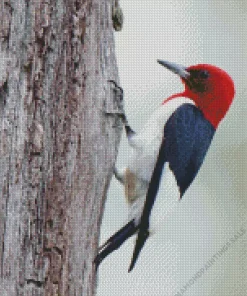 Red Headed Woodpecker Diamond Painting