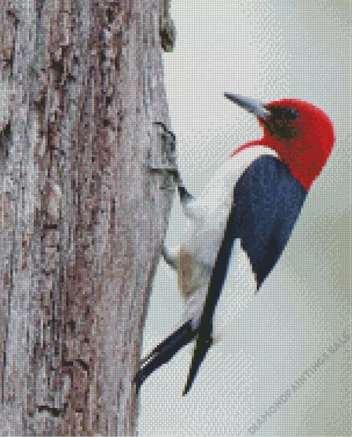 Red Headed Woodpecker Diamond Painting