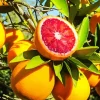 Red Orange Fruit Diamond Painting