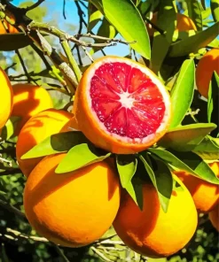 Red Orange Fruit Diamond Painting