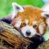 Red Panda Diamond Painting
