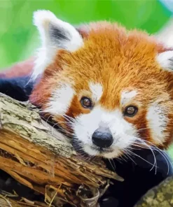Red Panda Diamond Painting
