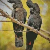 Red Tailed Black Cockatoo Diamond Painting