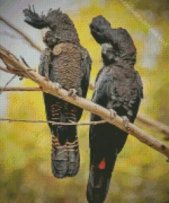 Red Tailed Black Cockatoo Diamond Painting