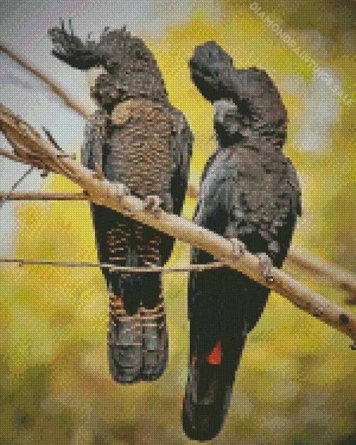 Red Tailed Black Cockatoo Diamond Painting