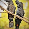 Red Tailed Black Cockatoo Diamond Painting
