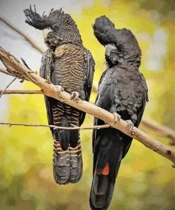 Red Tailed Black Cockatoo Diamond Painting