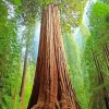 Redwood Tree Diamond Painting