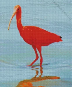 Scarlet Ibis Bird Diamond Painting