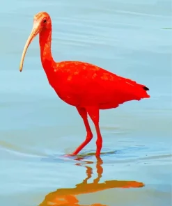 Scarlet Ibis Bird Diamond Painting