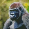 Silverback Gorilla Diamond Painting