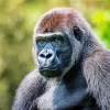 Silverback Gorilla Diamond Painting
