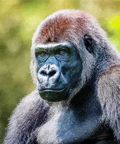 Silverback Gorilla Diamond Painting