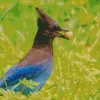 Stellers Jay Bird Diamond Painting