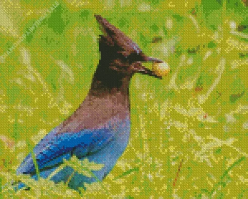Stellers Jay Bird Diamond Painting