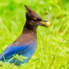 Stellers Jay Bird Diamond Painting