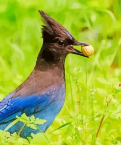 Stellers Jay Bird Diamond Painting